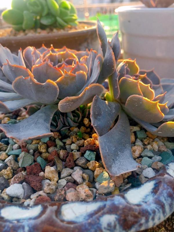 落日餘暉映照下的多肉