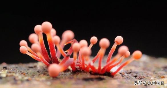 細菌之美：培養皿上的斑痕，比梵高筆下的《星空》更加豔麗