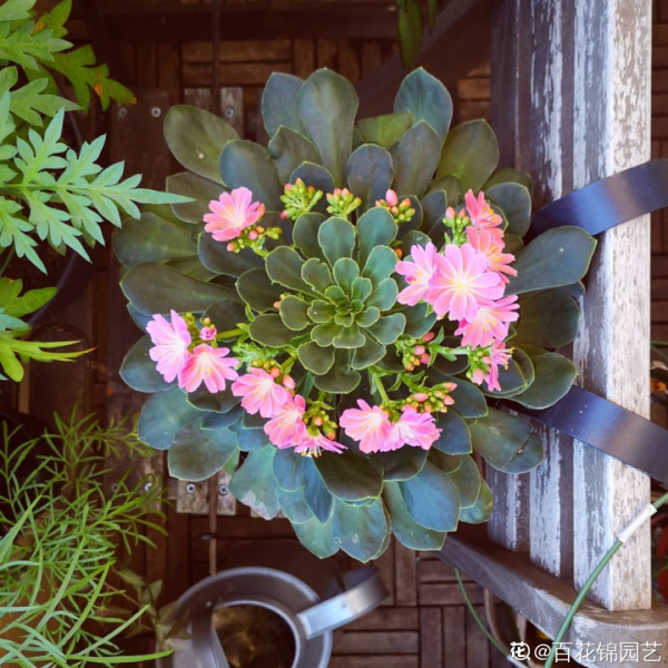 顏值超高的小清新植物，一年到頭都在開花，而且越開花越多