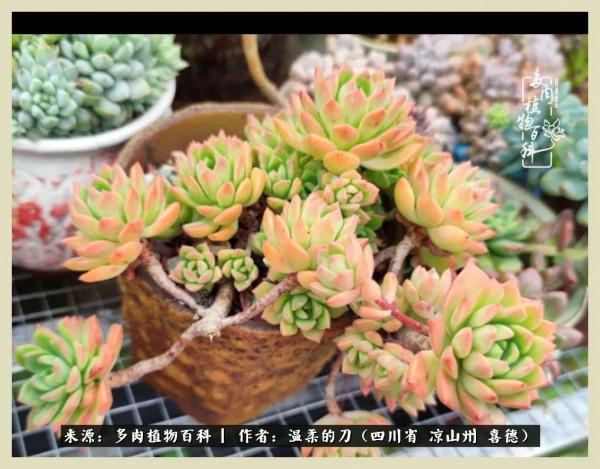 風吹過的夏天,你是仙子落凡間 風吹過的夏天,你是仙子落凡間