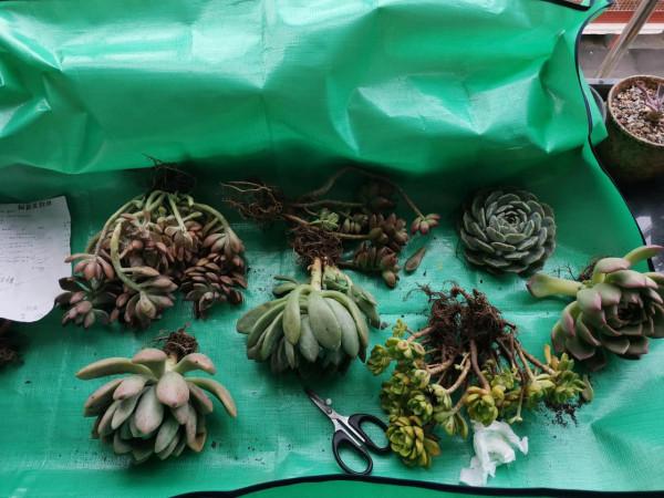 今天到了箱多肉開箱