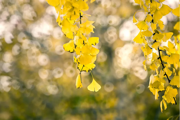 兒童畫教程|創意寫生美術課程《片片銀杏葉》 兒童畫教程|創意寫生美術課程《片片銀杏葉》