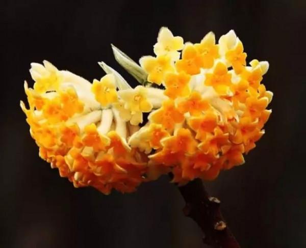 美麗的 結香花 美麗的 結香花