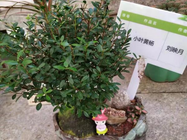 綠園盆景題詩集「推薦」 綠園盆景題詩集「推薦」