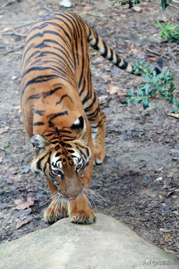 虎頭虎腦 虎虎生威 這波老虎表情包值得擁有