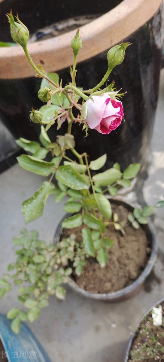 消滅月季“光桿”正當時,用對方法,15天新葉滿滿 消滅月季“光桿”正當時,用對方法,15天新葉滿滿