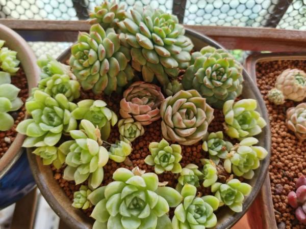 感謝遇見——在彼此的生命裡丰姿綻放