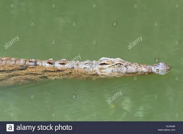 鱷魚好圖大雜燴 鱷魚好圖大雜燴