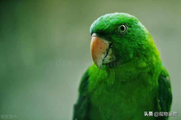 鸚鵡會說話,這也是它受歡迎的一大特色,哪種鸚鵡說話能力強 鸚鵡會說話,這也是它受歡迎的一大特色,哪種鸚鵡說話能力強