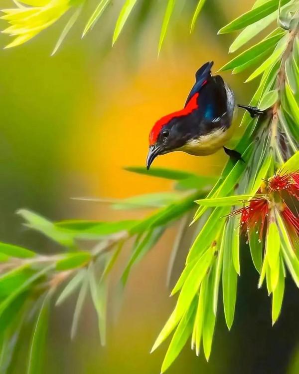 分享圖片&mdash;&mdash;美麗彩色小鳥集錦