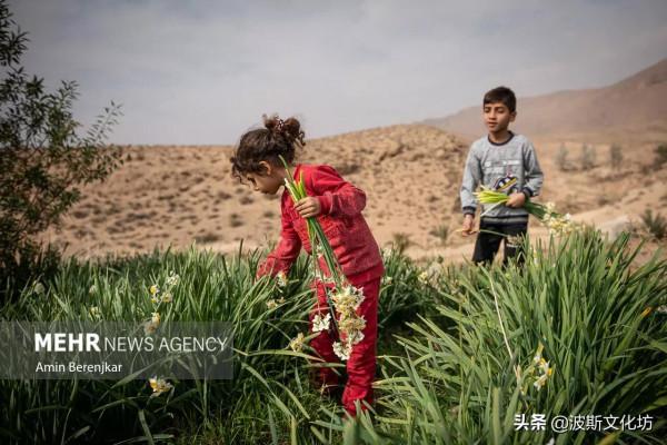 伊朗冬日波斯水仙盛開
