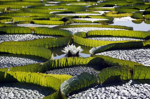 巴拉圭:一個尚沒有和中國建交的南美小國 巴拉圭:一個尚沒有和中國建交的南美小國