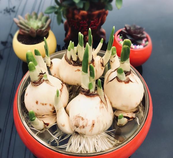 5種“漂亮花”，冬天價值大，趕快帶回家，花枝招展“好兆頭”