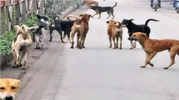 印度小鎮：一隻小猴被狗咬死，鎮上250多條狗，遭到猴群報復殺害
