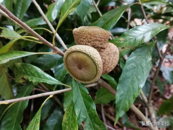 農村這25種能吃的野果都是童年的回憶,現在越來越少你還記得嗎? 農村這25種能吃的野果都是童年的回憶,現在越來越少你還記得嗎?