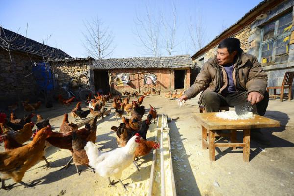 “雞兒不吃豆,豆兒是它舅”,為啥雞不吃豆呢?答案來了 “雞兒不吃豆,豆兒是它舅”,為啥雞不吃豆呢?答案來了