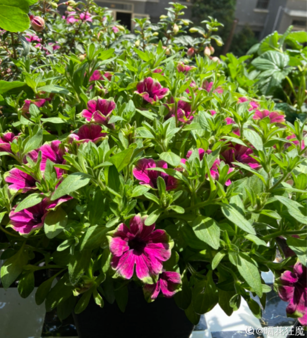 7種花現在剪一刀，剃個小平頭，滿盆冒新葉子