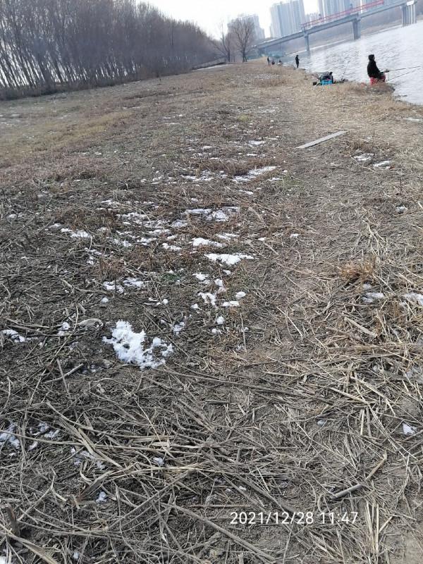 不斷改變作釣思路，寒冷冬季也能釣大板鯽