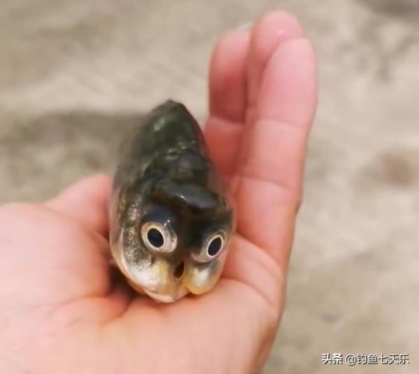 身殘志堅！無臉“貓頭魚”引發網友熱議：看後沒理由躺平了