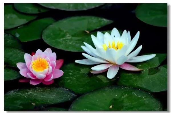 適合春天種植的10種球根花卉，好養愛開花