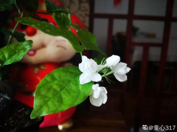 秋天病蟲害氾濫，自制養花殺蟲水，3天就見效