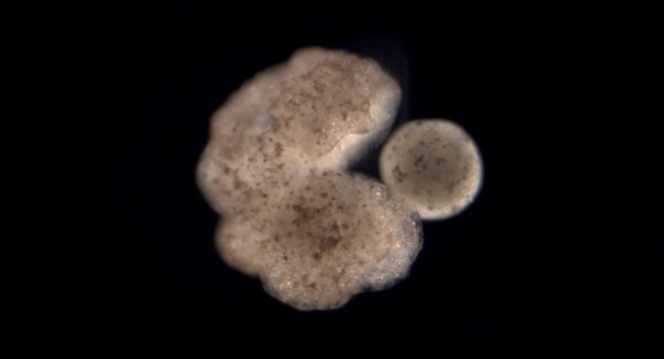 美研究組織:世界首例生體機器人Xenobot有生育可能形狀酷似吃豆人 美研究組織:世界首例生體機器人Xenobot有生育可能形狀酷似吃豆人