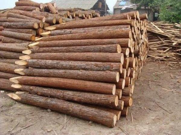 農村土地廣闊,合理利用效益最大化,哪幾種種植模式卻備受歡迎? 農村土地廣闊,合理利用效益最大化,哪幾種種植模式卻備受歡迎?