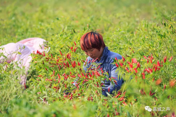 高城鎮嵩垛村的紅辣椒豐收啦