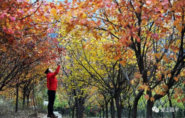 氣溫驟降,昌平這6個賞紅葉地即將登場,提前收藏 氣溫驟降,昌平這6個賞紅葉地即將登場,提前收藏