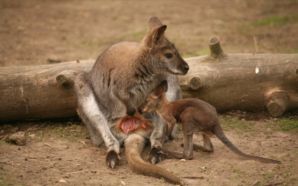 親生的比不上收養的？動物界的收養行為，其實跟“善良”搭不上邊