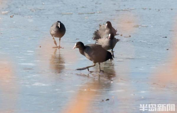 水鳥樂園
