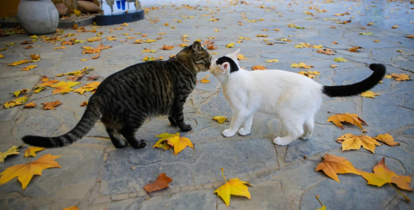 麻條條失蹤了?貓辦貓們玩兒起了劇本殺 麻條條失蹤了?貓辦貓們玩兒起了劇本殺