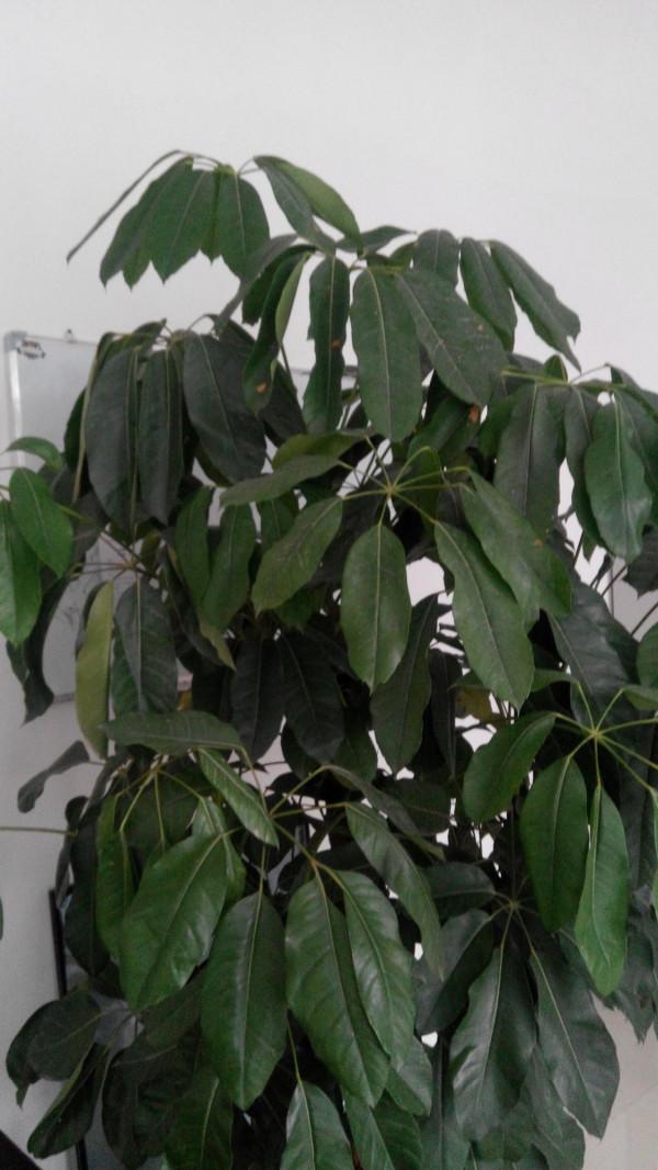 客廳見樹,家業穩固!適合客廳的8種樹,隨便選一種,幸福感倍增 客廳見樹,家業穩固!適合客廳的8種樹,隨便選一種,幸福感倍增