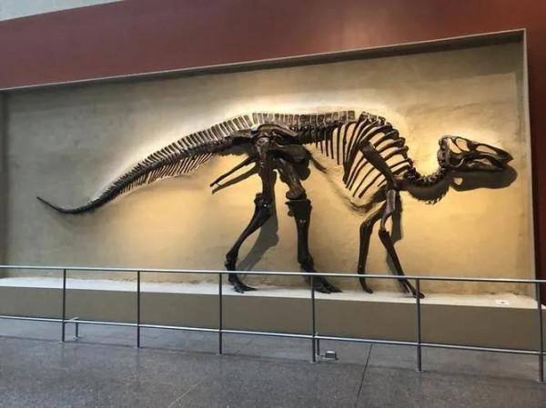 始鴨嘴龍：鴨嘴龍類恐龍的始祖，長有數百顆牙齒的恐龍