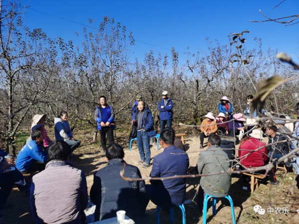 果樹冬剪每剪一枝，都要知道修剪反應