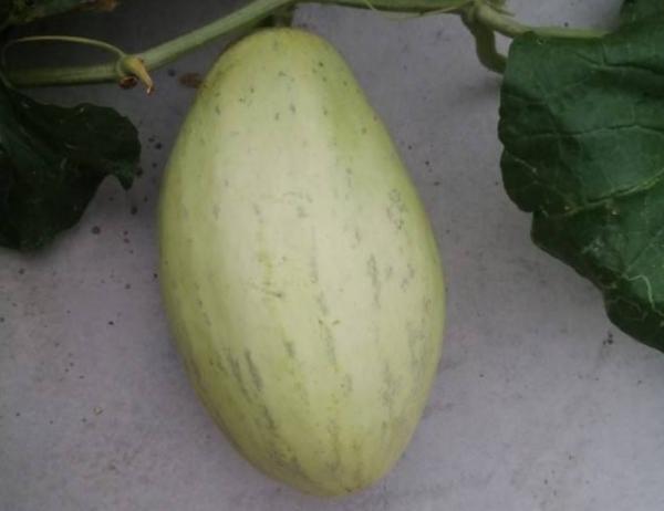 種不出瓜果怎麼辦?注意催芽過程的3個方面,不怕種子不發芽 種不出瓜果怎麼辦?注意催芽過程的3個方面,不怕種子不發芽