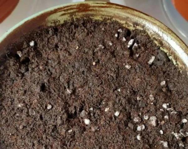 屋裡養盆“香水花”,活脫脫的“活香水”,滿屋香味還特別耐寒 屋裡養盆“香水花”,活脫脫的“活香水”,滿屋香味還特別耐寒