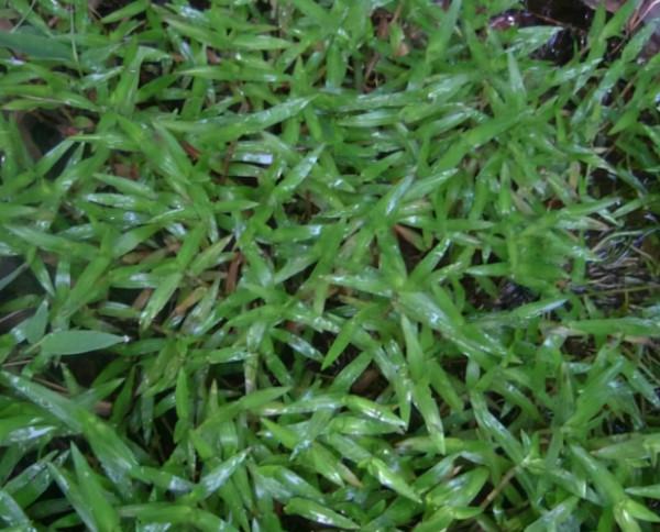 田邊這種“瓜子草”，以前農民見1株拔1株，如今知道能賣錢，稀罕