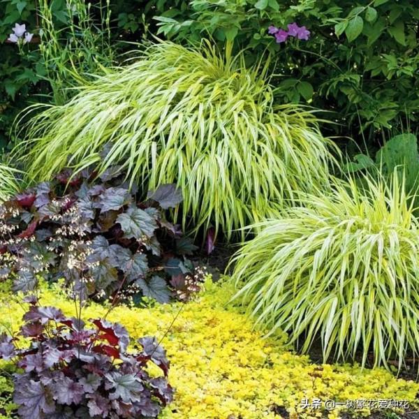 25種觀賞草,觀葉、賞花、好養、皮實,是花園最不可缺少的美景 25種觀賞草,觀葉、賞花、好養、皮實,是花園最不可缺少的美景