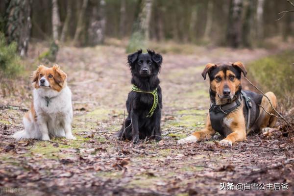 狗臨死前離家出走，是返祖天性還是通曉人性？