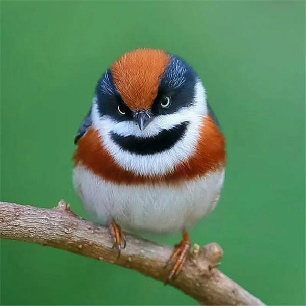 哈哈！它們可真逗