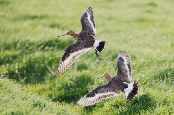 林草科普|這裡是大小淩河口候鳥驛站 林草科普|這裡是大小淩河口候鳥驛站