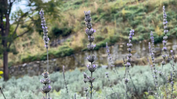 探尋京郊大莊科：香草香、山楂紅、慈孝文化更盛行
