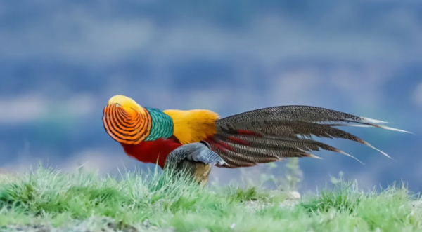 山西鳥類圖鑑|紅腹錦雞 山西鳥類圖鑑|紅腹錦雞