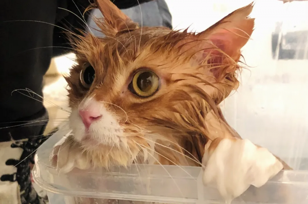 快來數一數，一共幾隻小老虎