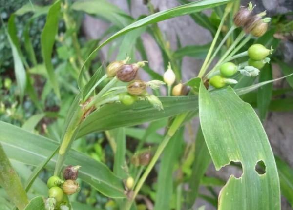 俗稱“來尿珠”，兒時用它做門簾子，還記得嗎？現在的價值可不低