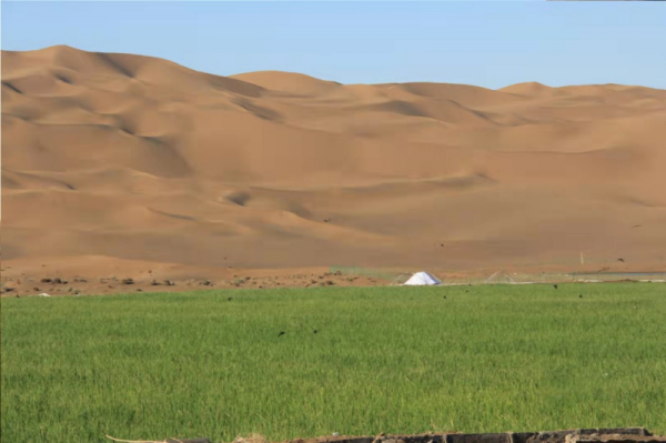 沙漠種水稻,月薪8000菜管夠飯管飽 沙漠種水稻,月薪8000菜管夠飯管飽