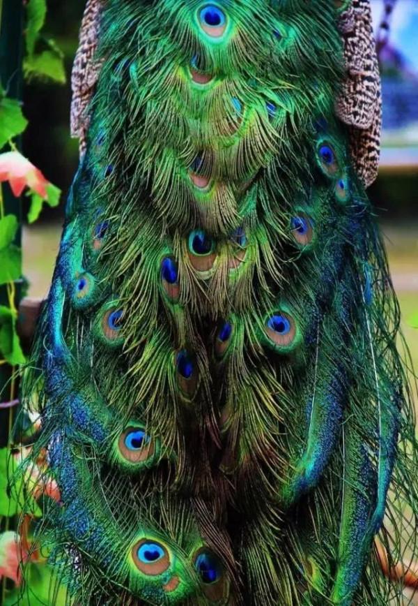 分享圖片，美麗高貴的吉祥鳥、五彩斑斕的孔雀64款