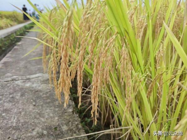 種植水稻要產量高、收益好，水稻新品種應試種，減輕種植風險
