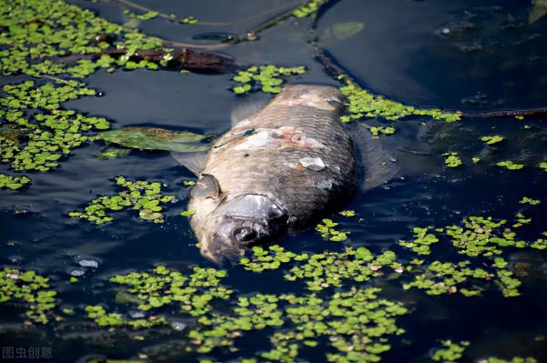 吃了這麼多年魚,現在才知道這些魚不能吃 吃了這麼多年魚,現在才知道這些魚不能吃